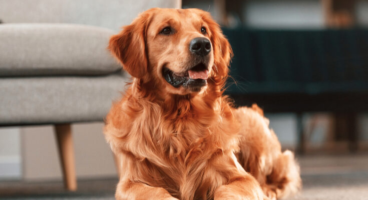 My Boyfriend Claimed the Locked Room In His Apartment Was ‘Just for Storage’ — Then His Dog Led Me to the Truth