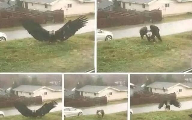 Giant Eagle captured in Bro…See more