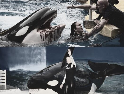 After Radcliffe, another orca dies – another t.r.a.g.e.d.y behind the walls of SeaWorld…see more – tammy