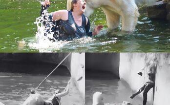 Polar Bear Attacks a 32-year-old Woman Who Jumped Into a Polar Bear Enclosure at Berlin Zoo.lingcute
