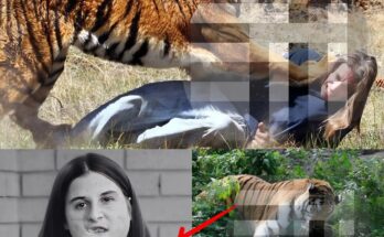 A normal day in Malibu suddenly turned into a nightmare when an 11-year-old girl was suddenly attacked by a mountain lion right outside her home. The big cat suddenly lunged at her, biting her hand with its sharp teeth and refusing to let go. The peaceful sounds of the ocean were shattered by screams, panic and chaos erupted. Neighbors rushed to help, fighting to pull the predator away, each passing second seemed endless. In that terrifying moment, the peaceful streets of Malibu became the scene of a life-or-death battle…lingcuteus