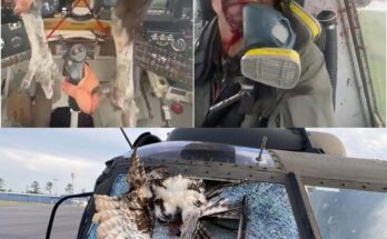 Pilot soaked in blood after bird smashes through plane windscreen