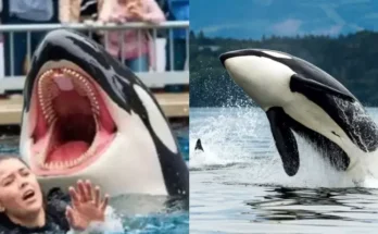 Jessica Radcliffe Was Attacked And Then Killed By An Orca? Here’s The Truth Behind The Viral Video
