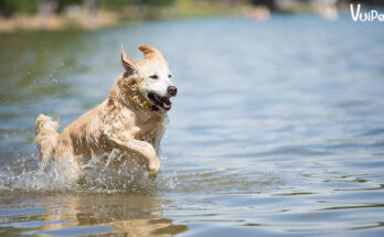 Everyone thought this was just a fun moment by the lake like any other day. But just a few seconds later, all eyes turned to a small creature – not an adult, not a lifeguard… but a dog. And its actions made the whole area silent. lingcute Everyone thought this was just a fun moment by the lake like any other day. But just a few seconds later, all eyes turned to a small creature – not an adult, not a lifeguard… but a dog. And its actions made the whole area silent. lingcute