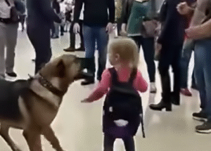 A Terminal Friendship: Toddler Meets Gentle Giant at the Gate