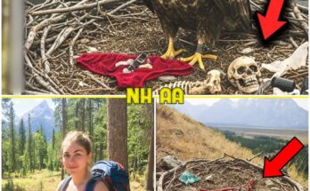 The Vanished Hiker of Grand Teton: What Rangers Found in the Eagle’s Nest Will Haunt You Forever